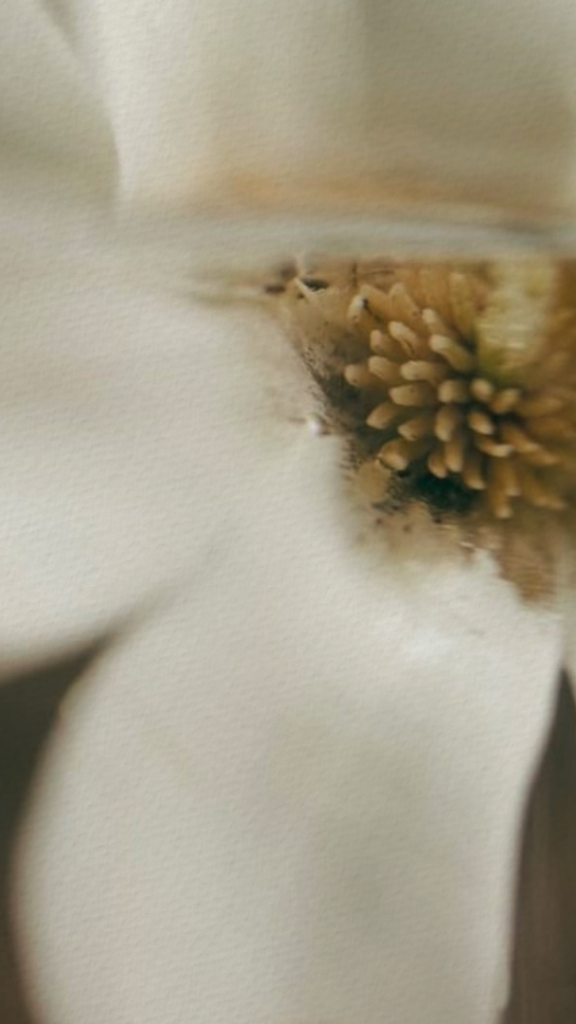White Flower Closeup
