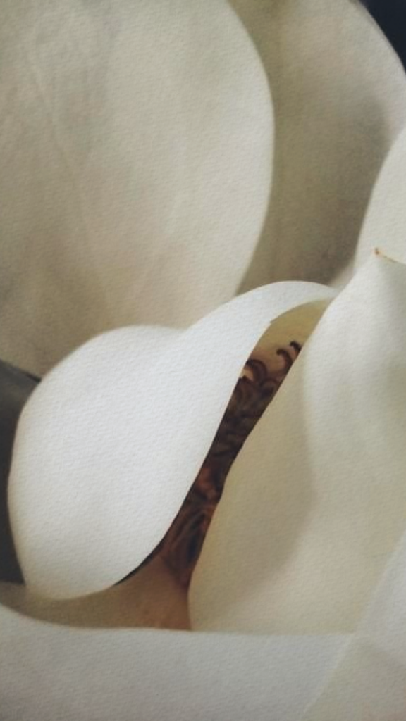 White Flower Petal Closeup